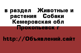  в раздел : Животные и растения » Собаки . Кемеровская обл.,Прокопьевск г.